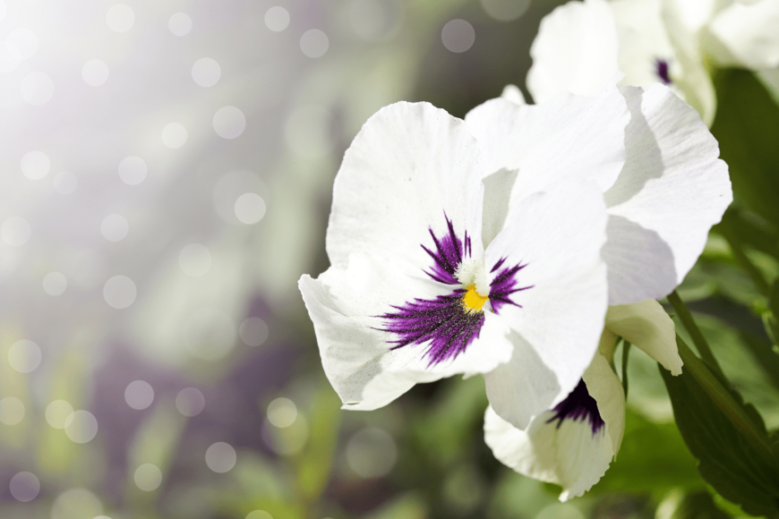 【ガーデニング】冬はホワイトにときめく。初心者でも育てやすい「白の草花」8選