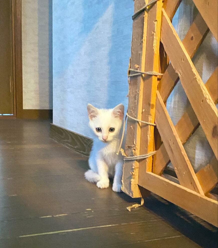 子猫時代