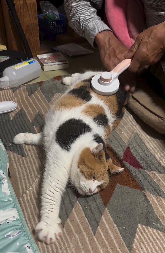 ブラッシングされる猫