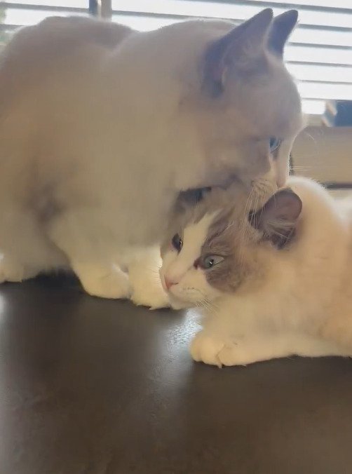 後輩猫を運ぼうとする先輩猫