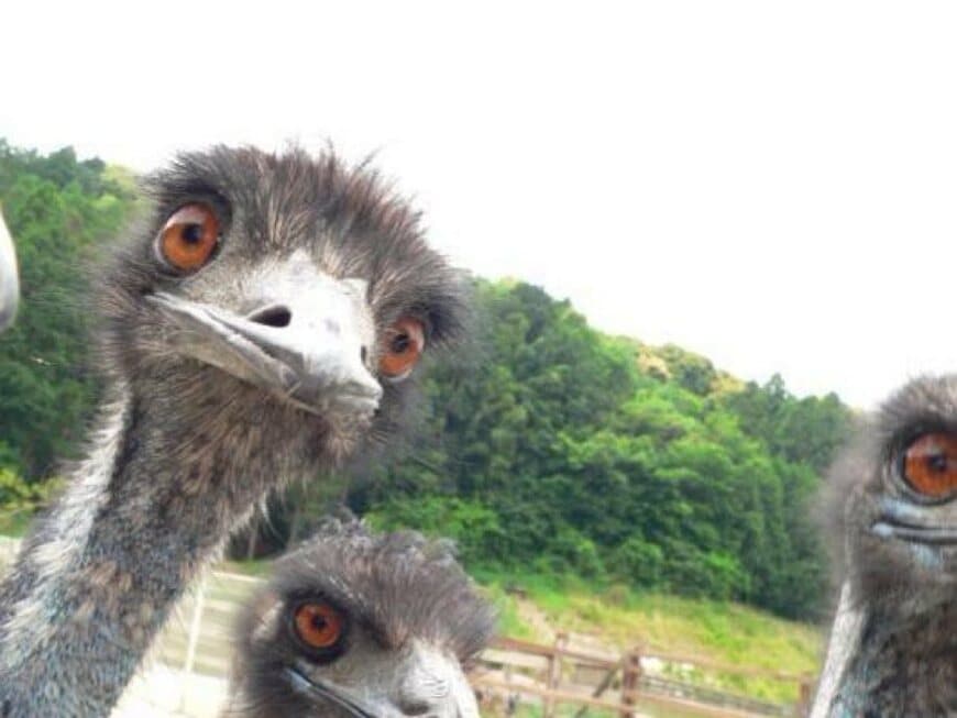 カメラをのぞき込むエミュー