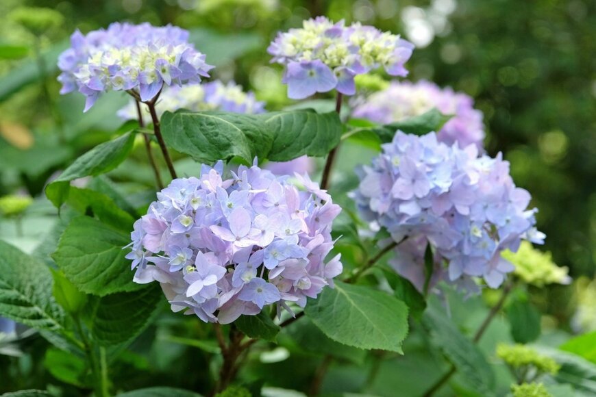 青いホンアジサイの花