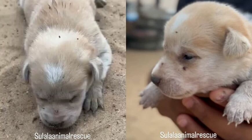 出所：<u><a href="https://www.instagram.com/p/DcThC9hoqvN/" target="_blank">@sulalaanimalrescue</a></u>
