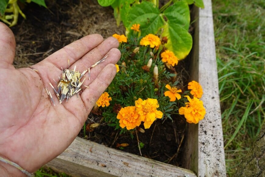 花壇でマリーゴールドの種を持っている人の手