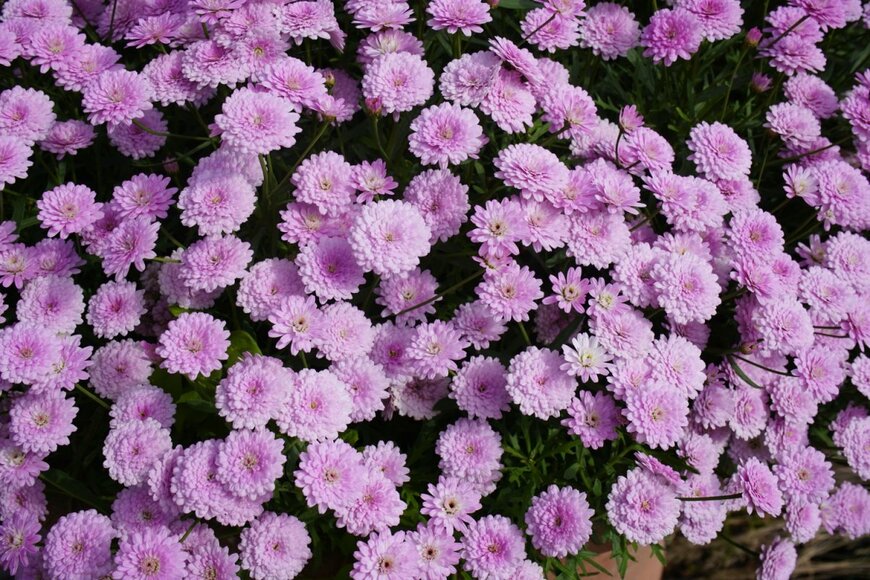 マーガレットの花。色はピンク。