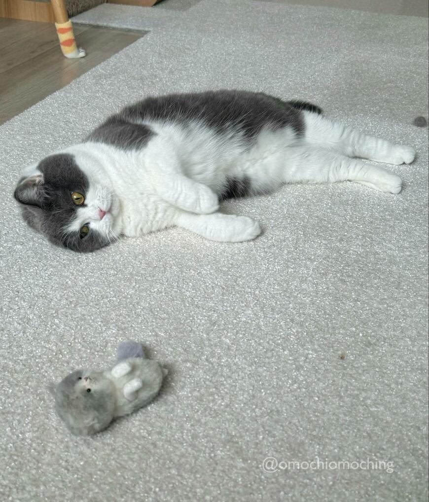 ぬいぐるみと猫