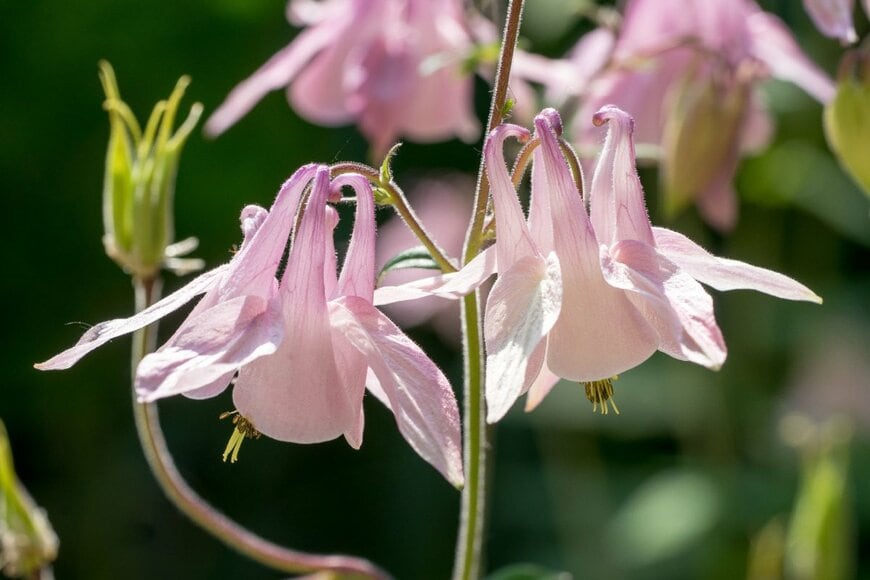 淡いピンク色の花を咲かせている、西洋オダマキ