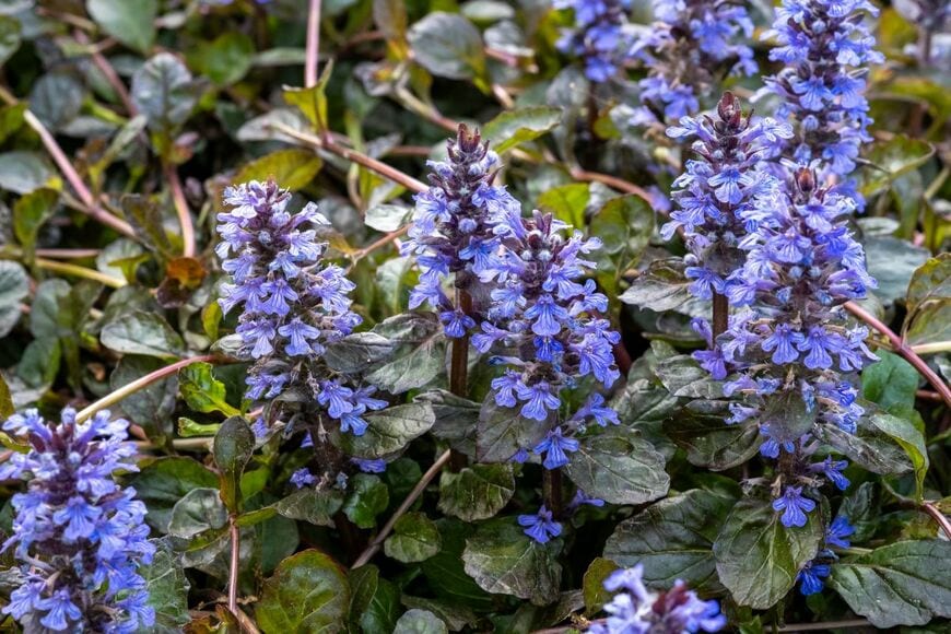 青紫の花を咲かせているアジュガ