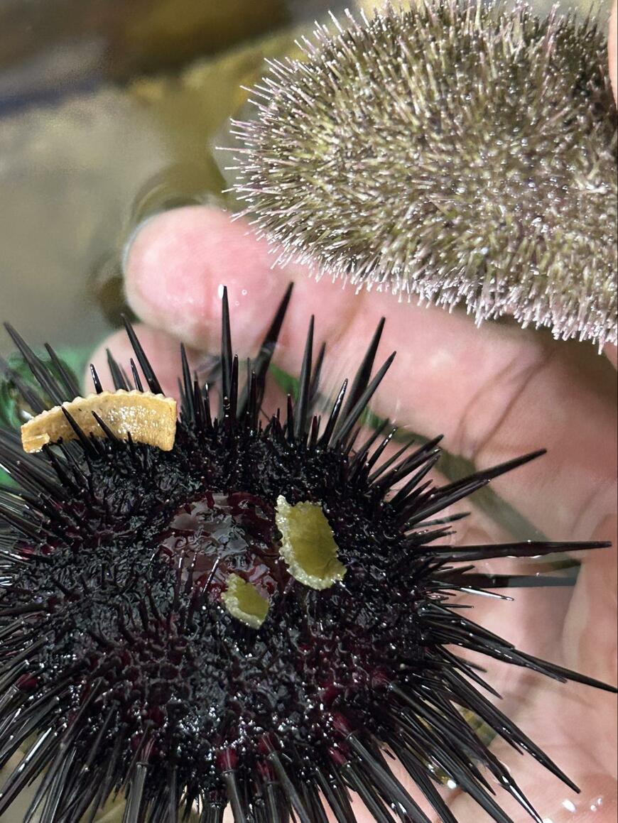 昆布を食べていたウニ