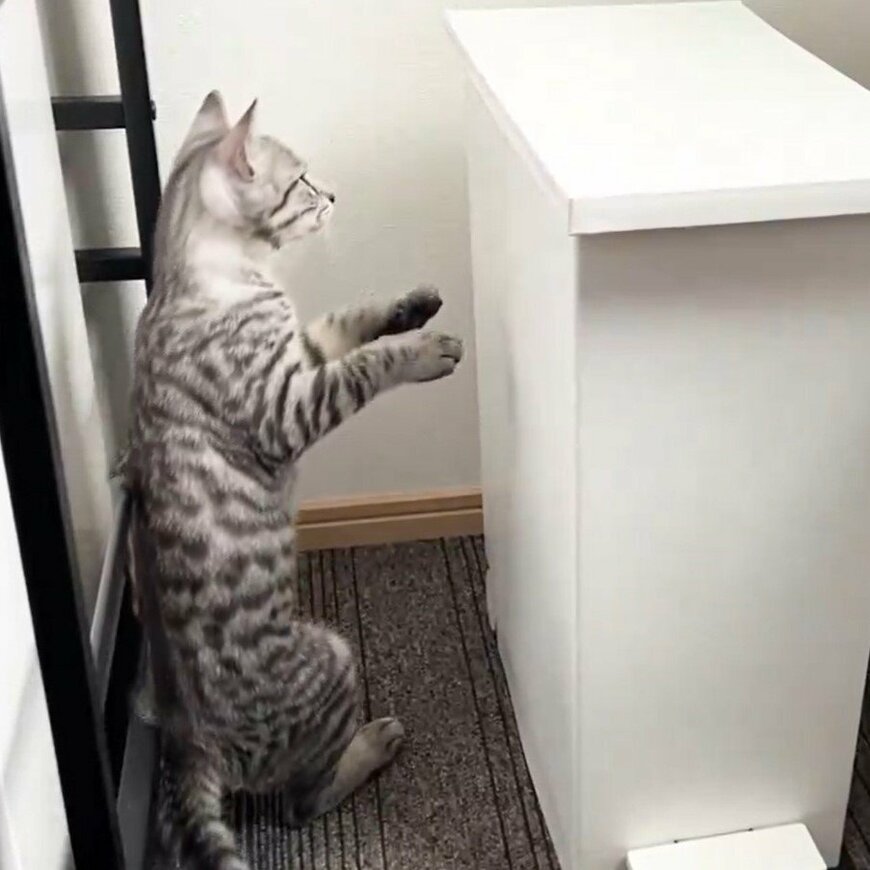 ゴミ箱と猫