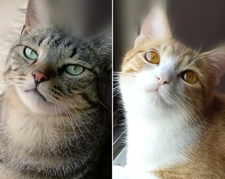 イケメン猫&美人猫