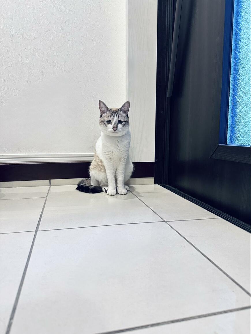 寂しそうに佇む猫