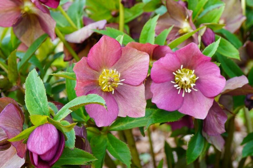 クリスマスローズの花。色はピンク。