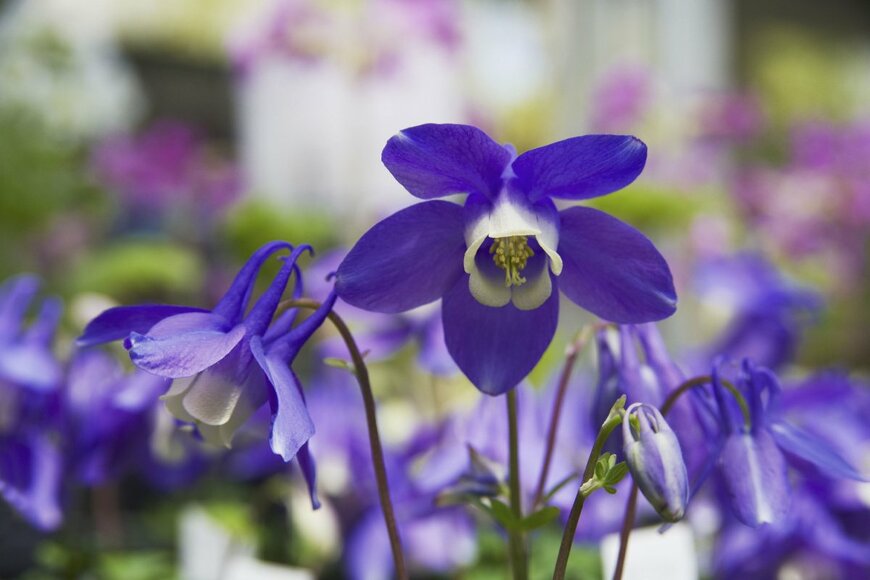 ヒメオダマキの青紫の花がうつむくように咲いている
