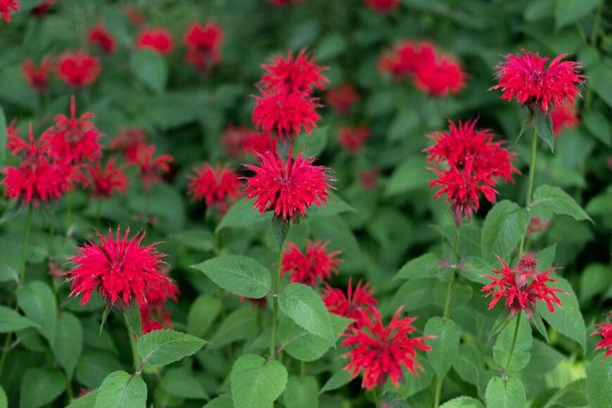 モナルダの花が咲いている。色は鮮やかな赤。花火が散るような形。