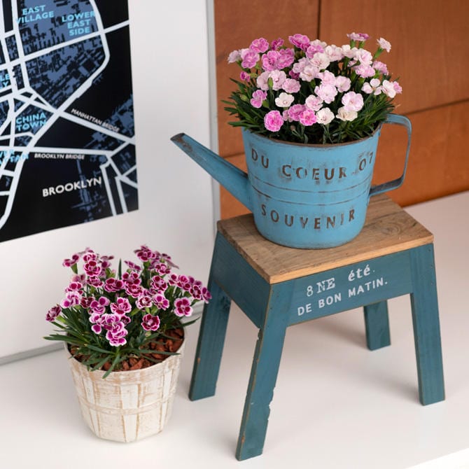 出所：サントリーフラワーズ　ミーテ