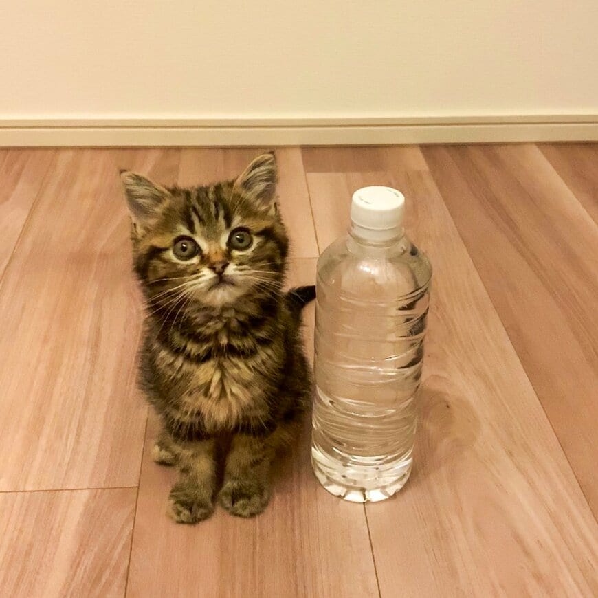 ペットボトルと猫