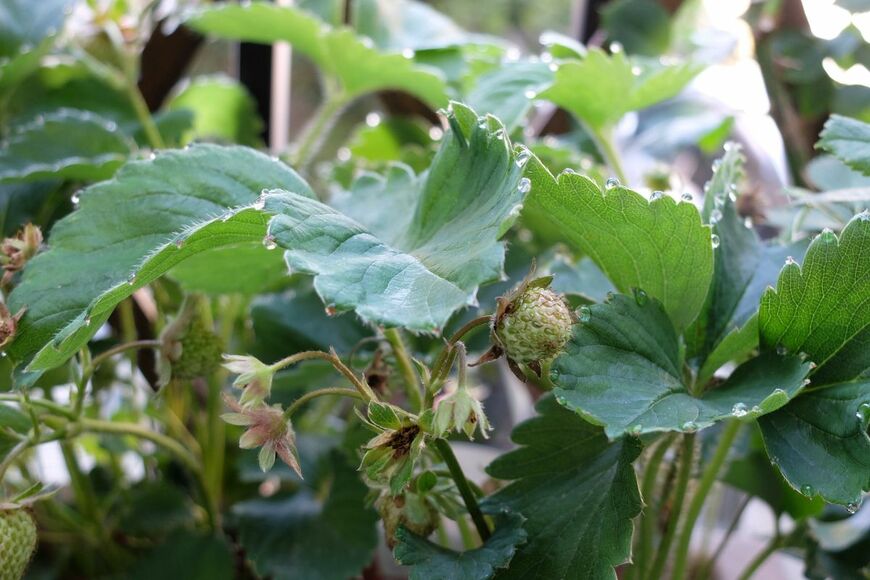 神戸で育てている女峰苺の写真