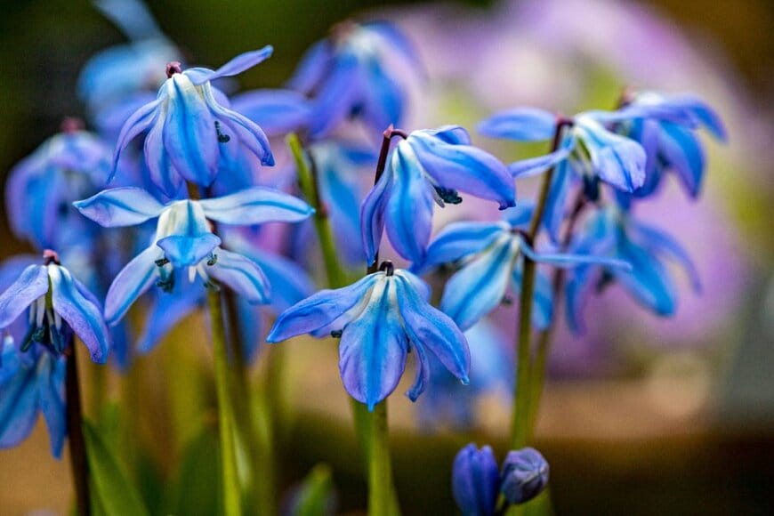 青い花を咲かせている、シラー・シベリカ