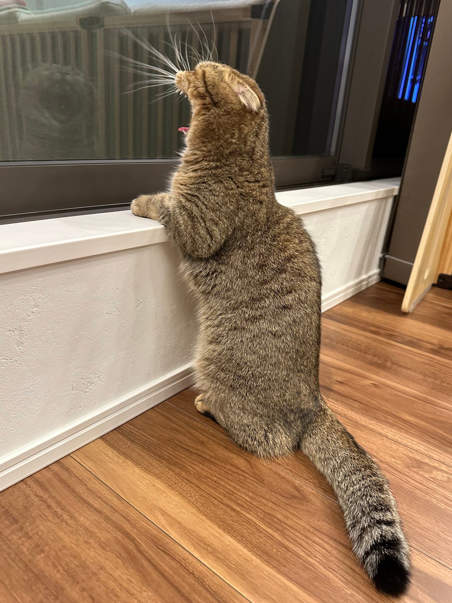 ガオー！大あくびする猫さんが話題 窓をよく見ると……｜Infoseekニュース