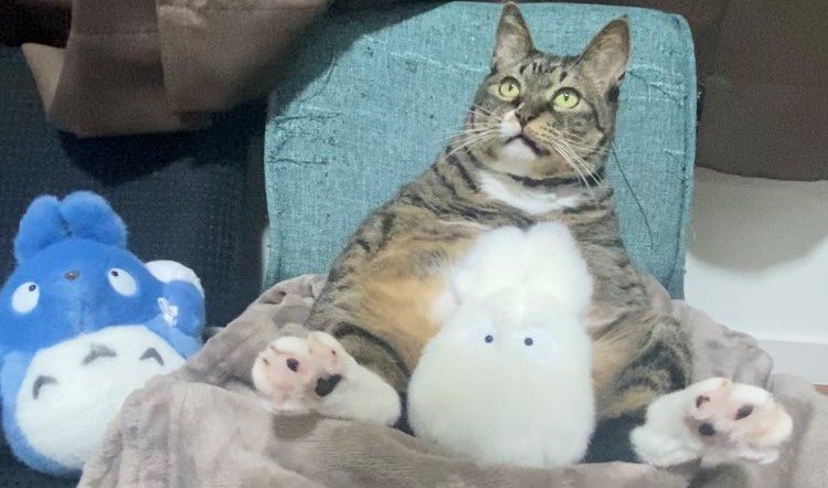 大好き どう見てもトトロ」元捨て猫の「メイちゃん」に注目集まる ぬいぐるみ