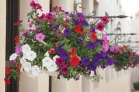 この春【寄せ植え×ハンギング】で楽しみたい《春の定番花》ふんわり多年草・一年草3選