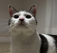 午後10時、ひげ袋を膨らませている保護猫さん…訴えていた事が可愛くて笑ってしまう