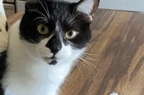 行ってきますと言った飼い主に猫が…「こんな姿、抱きしめる笑」