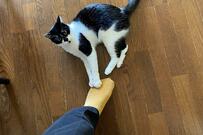 飼い主を引き止めたい？猫の猛攻撃に「やめて！！（嬉しい）」