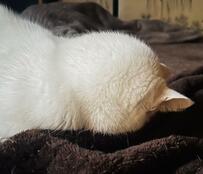 香箱座りのまま、ゆっくりと眠りについた猫さん…美しすぎるフォルムに1万9000いいね