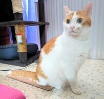 「フリーズ中」まん丸の瞳で一点を見つめて固まる茶白猫…まっすぐな視線に目が離せない