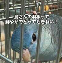 【インコの羽の集合体】「集合体恐怖の人ごめんなさい」密集するインコの羽の動画に思わず見入ってしまう！