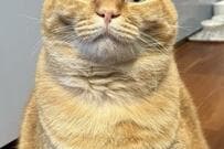 「あのう、まだですか」数分前にごはんを食べた猫　過去を振り返らない催促顔が面白かわいい