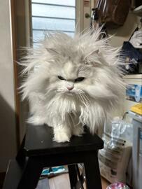 どうしてこうなった…！思わず目を疑う『雨の日の猫』が19万バズ「スーパーサイヤ人」「ベートーヴェン」