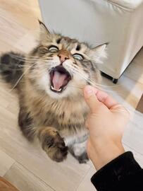 「ヒゲ落ちてましたけど」と知らされた猫　まさか過ぎるリアクションに爆笑