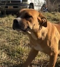 「子犬を洞窟から救って」必死に訴える母犬　奇跡的な救出劇に「ママもみんな可愛い」