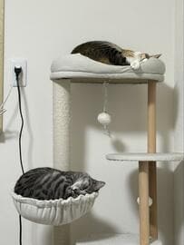 猫の寝顔を撮ろうとした飼い主さん　気づいた「あるある」に思わず笑ってしまう