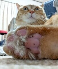 肉球ドーン！猫ちゃんの大迫力写真がSNSで話題！コメント欄「ぷにぷにしたい」の声も