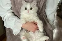 「成長というより進化w」長毛子猫のビフォーアフターがまるでポケモンと話題に