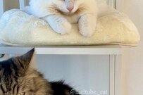 物凄い「怒り顔」を見せる元保護猫達が可愛い　カメラへの視線が…