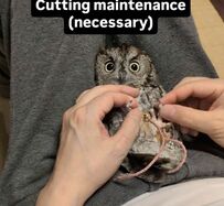 【メンテナンス中のフクロウ】大人しく仰向けになって…完了後の撫で撫でにうっとり