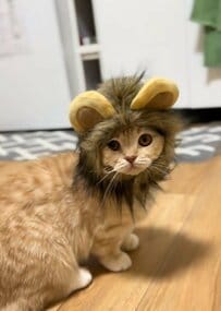 【猫さんのアルバム】可愛すぎるお洋服姿にほっこり！チャーミングな猫さんのコスプレまとめが1万5900回再生