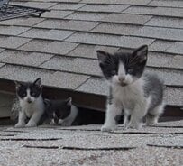 猛暑の屋根に取り残された4匹の子猫→レスキューの作戦で全員保護、母猫とも無事に再会！