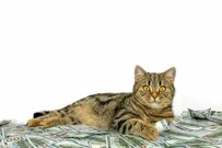 厚生年金「ひとりで月額30万円以上」の年金収入という人は日本にどのくらいいるか？？2024年度の受給額も確認