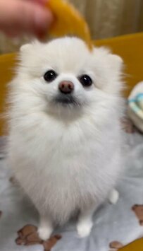 「もっと食べたい」柿が美味しくてアピールする犬さん、悶絶級の行動にホッコリ