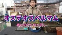 作業適期は今！春・秋「ずっと花咲く」オステオスペルマム《切り戻し方法＆コツ》ビフォーアフターも