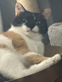 あくびをした後の猫ちゃんの口元が面白い　「もこぉ」と膨らんだにんまり顔に3000いいね