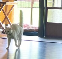 「ボワボワすぎw」驚き過ぎた猫の尻尾はこうなります！ペットは買う？保護する？譲ってもらう？