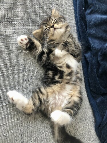猫 C 最終値下げしました！