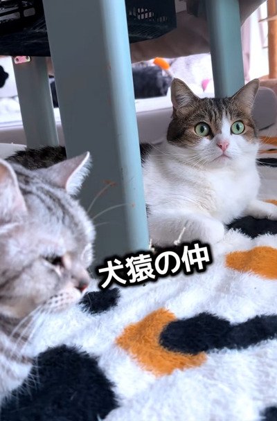 絶妙な距離感で座る、猫のこたろうくんとわさびちゃん